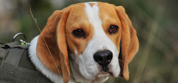 导盲犬会咬人吗