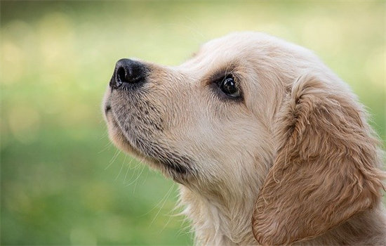 导盲犬会咬人吗