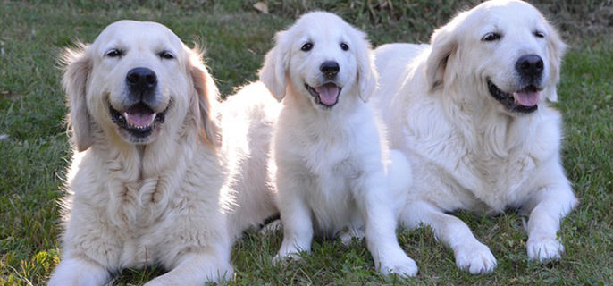 狗狗可以吃饺子吗