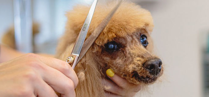 泰迪0度会冻死吗