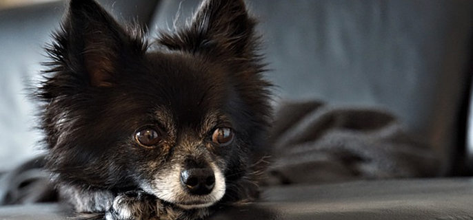 狗狗舔地面是怎么回事