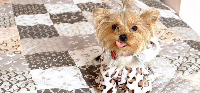 马尔泰狗狗掉毛吗