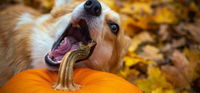 狗能吃南瓜吗蒸熟的