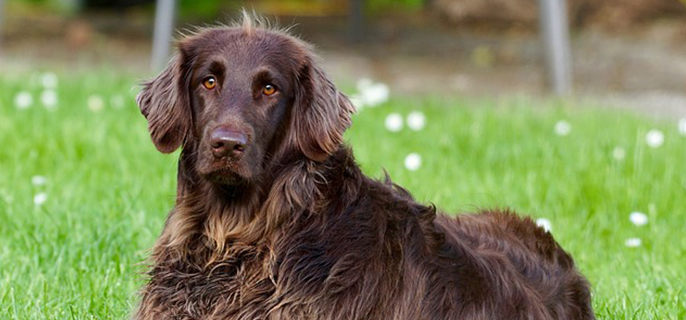狗能吃酸菜馅的饺子吗