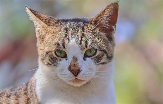 母猫会发腮吗