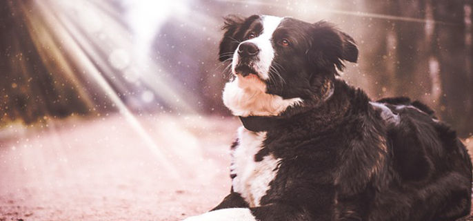 冬天边牧睡在外面会不会冷