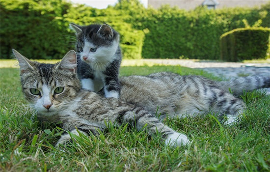 猫怀孕是哪个位置鼓起来