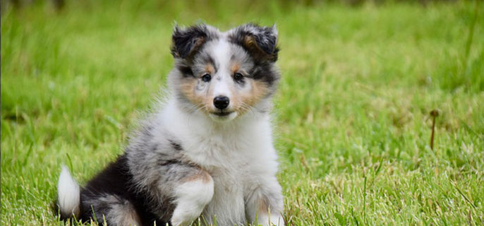 小狗可以吃橙子吗