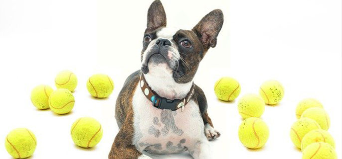 狗狗吃了熟芋头会不会中毒