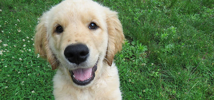 狗狗体温多少是正常