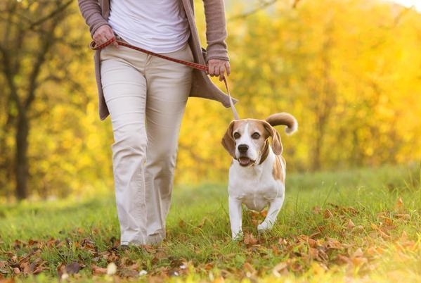 5种无效遛狗方式:遛了,但没完全遛!