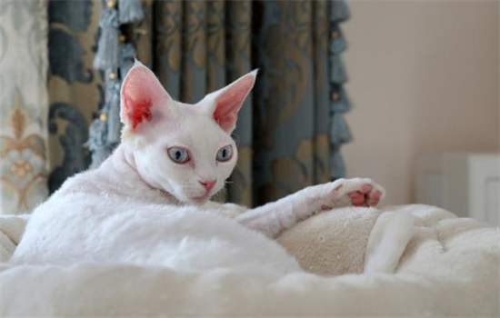 如何挑选德文卷毛猫