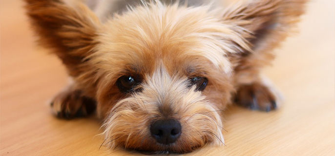 狗狗拉屎有虫子怎么办