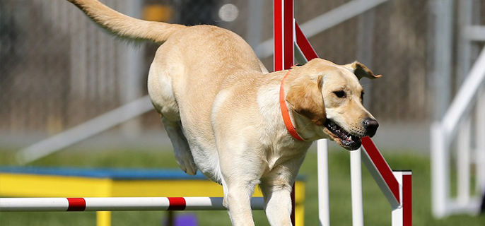 拉布拉多可以喂剩饭剩菜吗