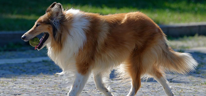 狗能吃甘蔗渣吗