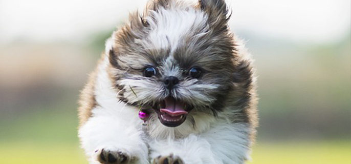 狗狗可以吃地瓜吗