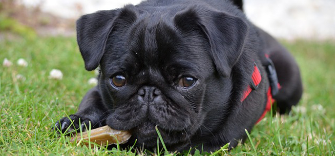 狗狗一直舔自己的爪子怎么回事