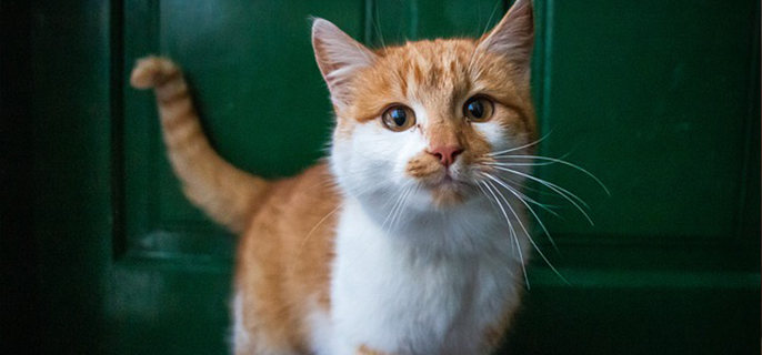 猫咪能喝矿泉水吗