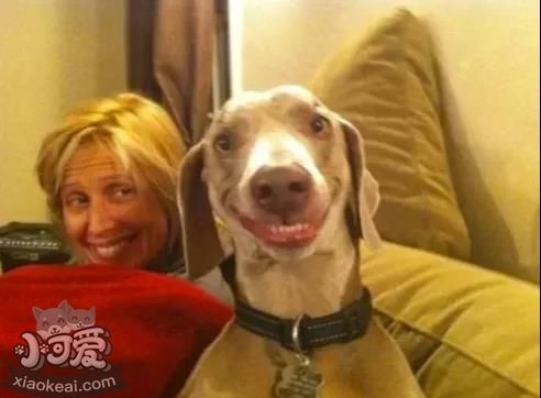 都说宠物像主人，这背后是有道理的？