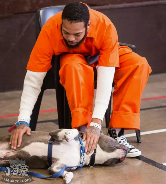 都说宠物像主人，这背后是有道理的？