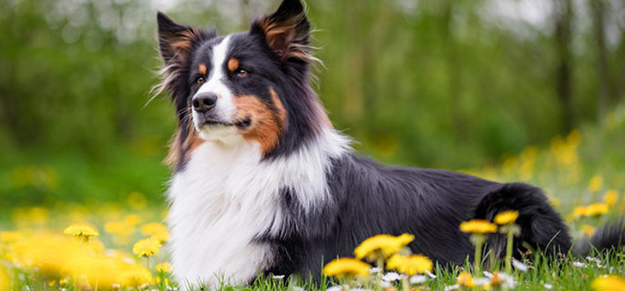 狗能吃什么蔬菜