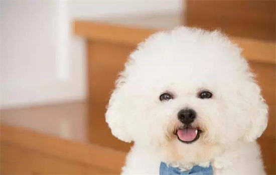 ​狗狗泪痕能洗掉吗