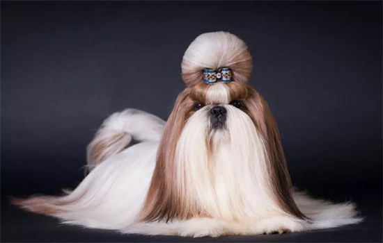 ​中国国犬是什么狗
