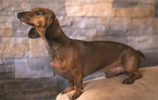 ​狗狗套绳怎么穿