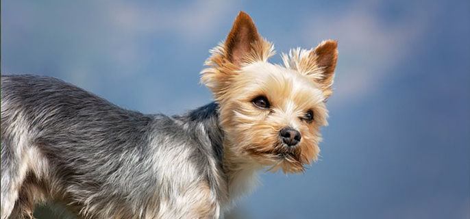 狗带铃铛有什么影响吗