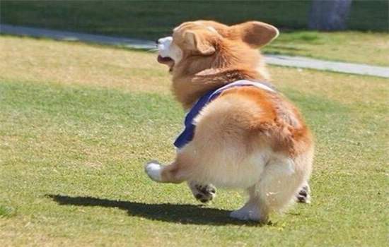 ​狗狗断尾有什么好处