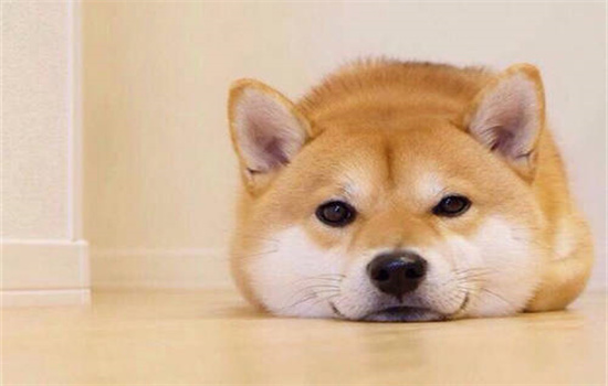 ​怎么分辨柴犬是纯种还是串