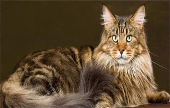 ​缅因猫体长多少厘米