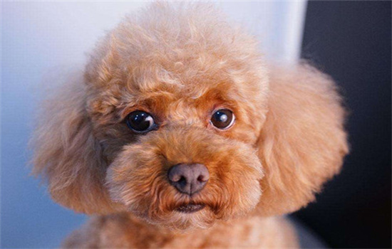 泰迪是靠什么辨认主人