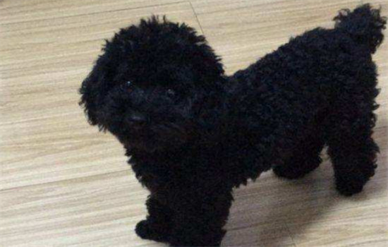 黑色泰迪怎么剪毛好看