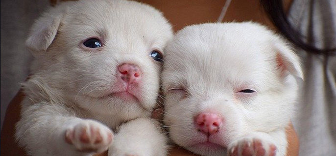 小狗多久睁开眼睛