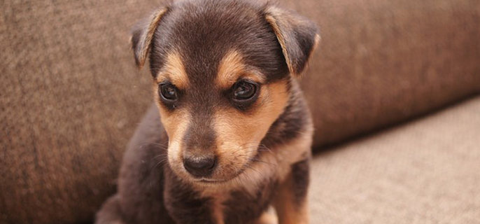 小狗鼻子发干怎么回事