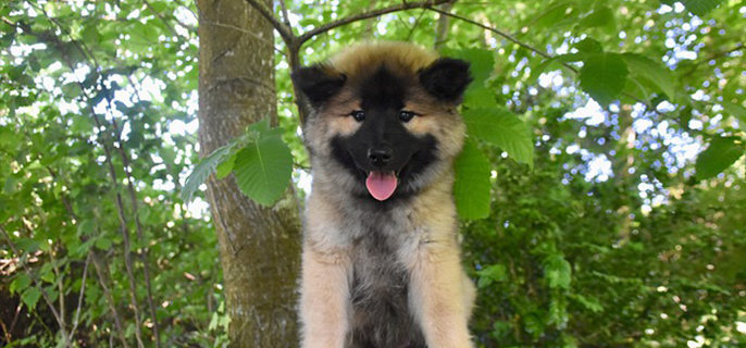 狗狗能吃薯片吗