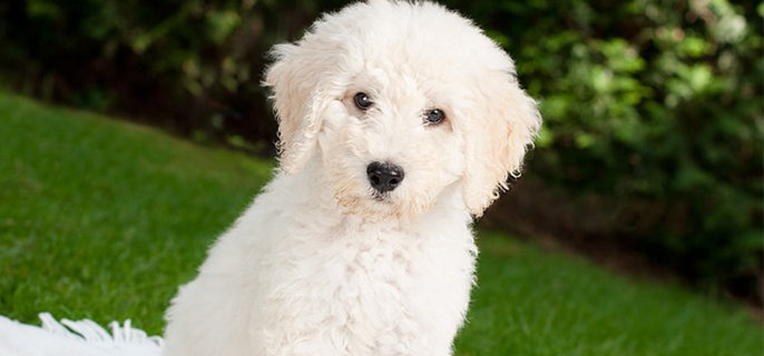 狗狗能吃鸡肝吗