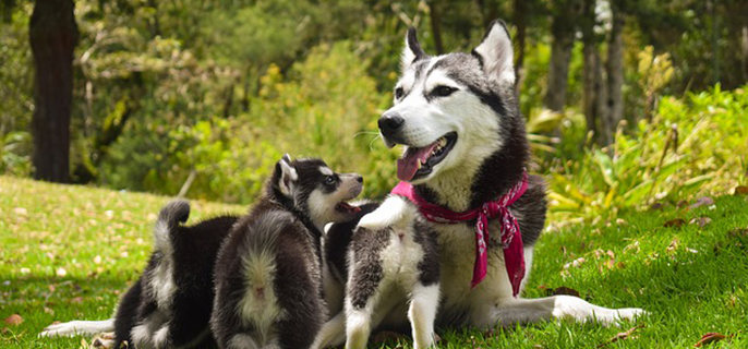 狗狗两天没拉粑粑了怎么办