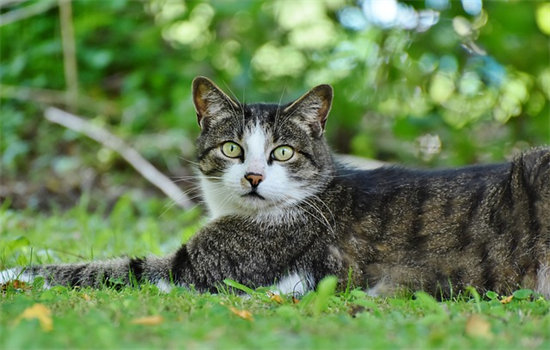 猫咪几个月开始换牙