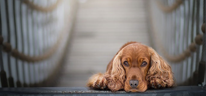 狗狗能吃三文鱼吗