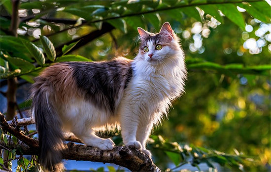 小猫可以吃苹果吗