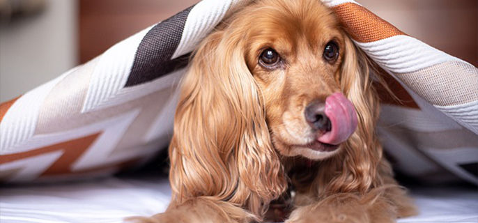 狗能吃鸡蛋清吗