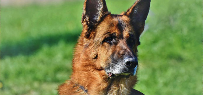 宠物狗可以吃米饭吗