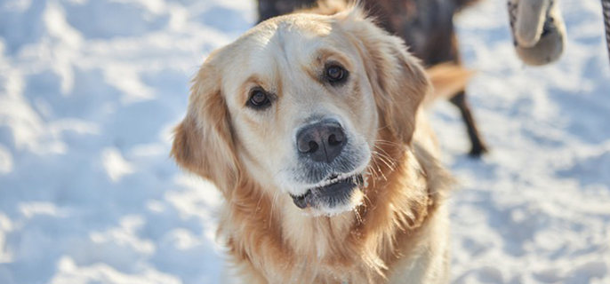 狗能吃爆米花吗