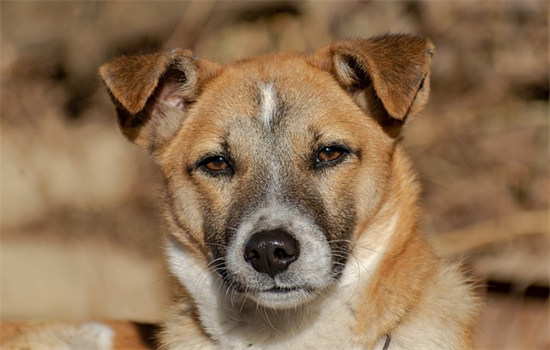 狗可以吃腰果吗