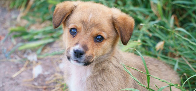 小狗睡觉打呼噜是有病吗