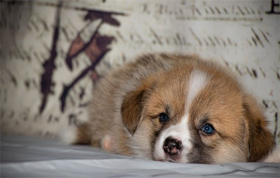 小狗睡觉打呼噜是有病吗