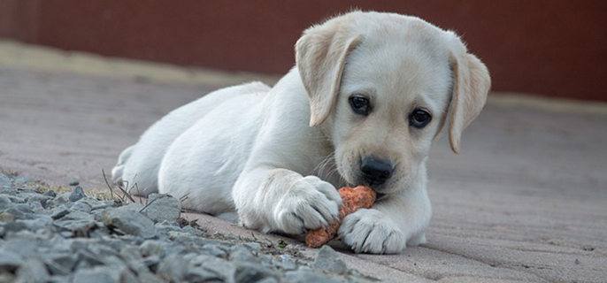 小狗大便干燥怎么处理