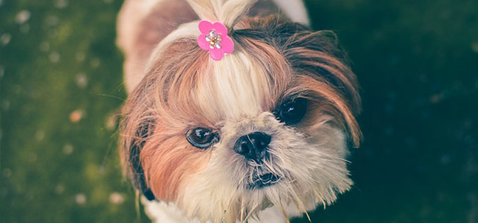 狗狗有牙结石怎么处理